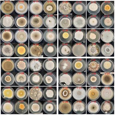 Isolation of endophytic fungi from Cotoneaster multiflorus and screening of drought-tolerant fungi and evaluation of their growth-promoting effects